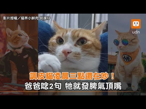 調皮貓半夜搗蛋不讓爸爸睡 被念還狂頂嘴 #橘白貓 #調皮 #頂嘴