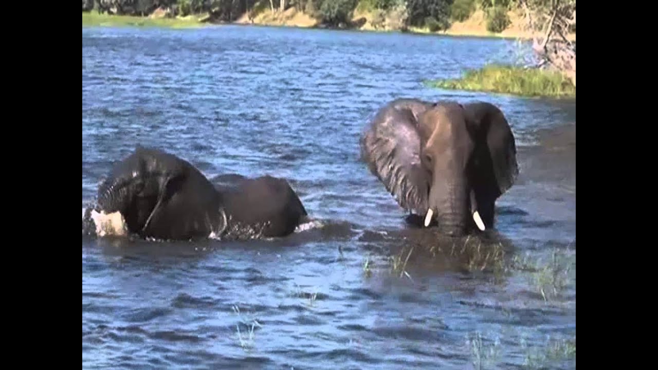 Caught in the Act S6 - Nat Geo Wild - YouTube