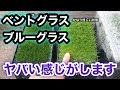 【芝生壊滅・TM9＋西洋芝】206日目　ベントグラスとブルーグラス　かなり怪しい状態