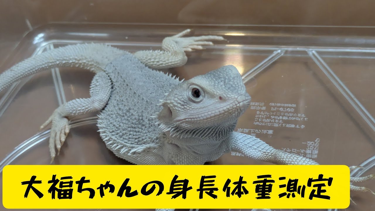 フトアゴヒゲトカゲ　大福ちゃんの身長体重測定