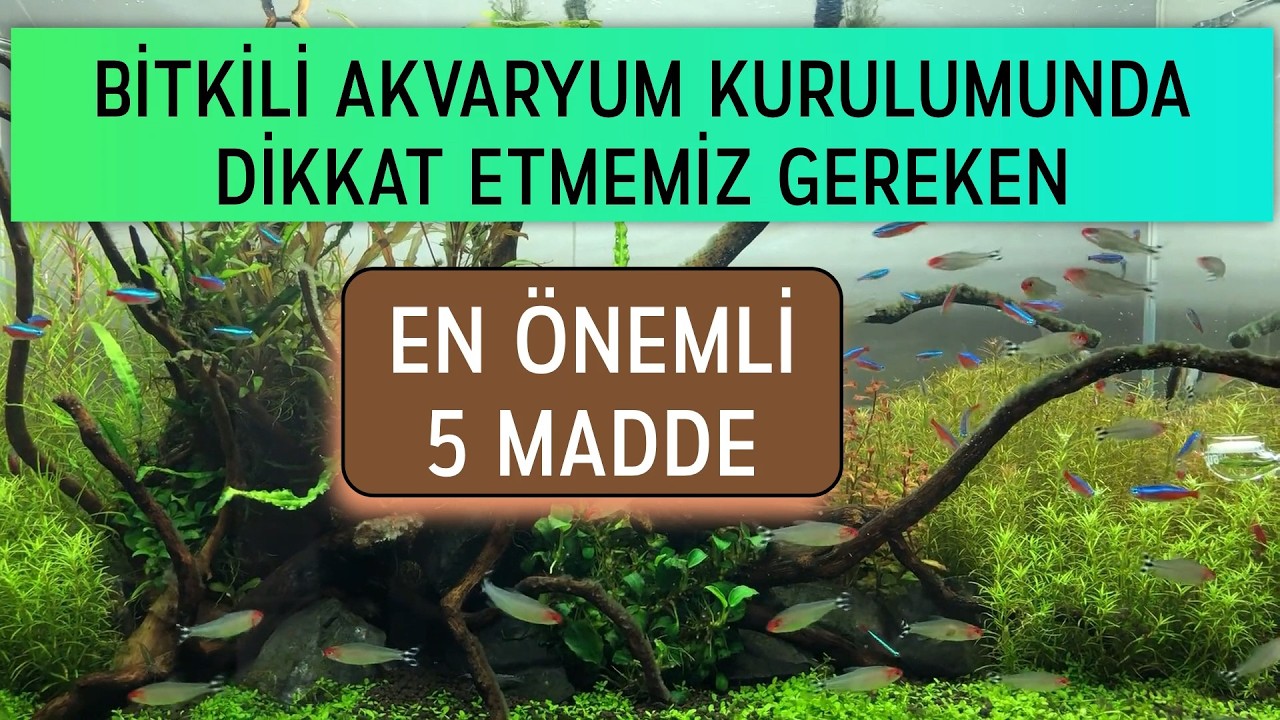 Bitkili Akvaryum Kurulumunda Muhakkak Uygulamanız Gereken 5 Madde