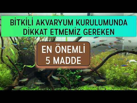 Bitkili Akvaryum Kurulumunda Muhakkak Uygulamanız Gereken 5 Madde