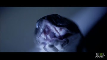 Surprise Snake Attack | Fatal Attractions