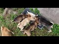 Hungry puppies crying for food