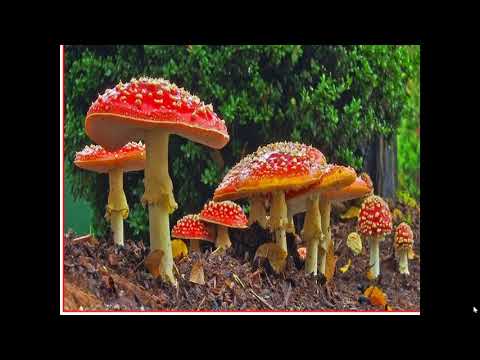 Video Tập đọc lớp 5: Kì diệu rừng xanh - youtube
