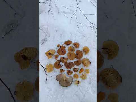 В ЯНВАРЕ ГРИБЫ ЕСТЬ!!! Зимние опята, Вешенка, гриб Дрожалка! Всё в одном месте! Грибы 2023 !