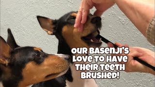 Our Dogs love to have their teeth brushed!