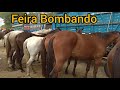 Feira dos Cavalos Está Bombando Em Campina Grande-PB