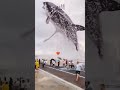 Mashallah Big Fish #fish #viralvideo #viral #shorts