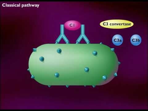 Video: Când proteinele complement sunt activate împotriva unei bacterii?