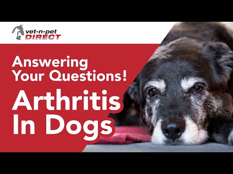 Video: Ofte stillede spørgsmål om canine arthritis: Interview med en dyrlæge ekspert