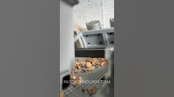 Sorting of cracked walnut at a processing plant. Vibro sieve for sorting