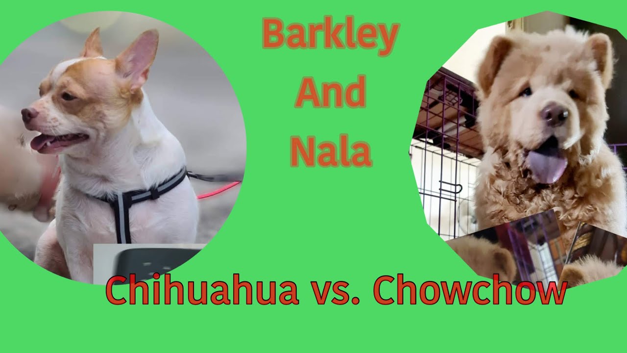 Chowchow Vs. Chihuahua