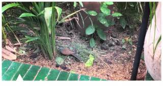 CuriousCities Marrakech: Le Jardin Restaurant