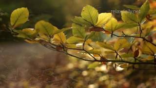 Soft, Peaceful, Inspiring Background Music Instrumental relaxdaily N°058 1