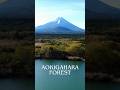Inside Aokigahara: The Dark Reality of Japan’s Most Haunted Forest.