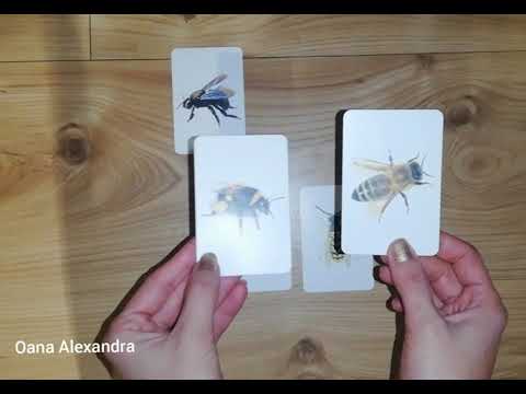 Material educativ:tipuri de insecte din România: viespi și albine