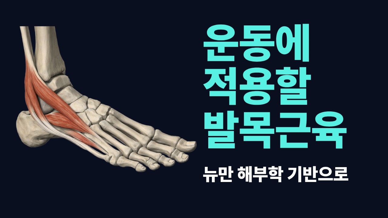 발 아치에 중요한 발목근육 Part2