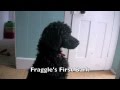 Fraggle the Standard Poodle Puppy at 12 Weeks Old