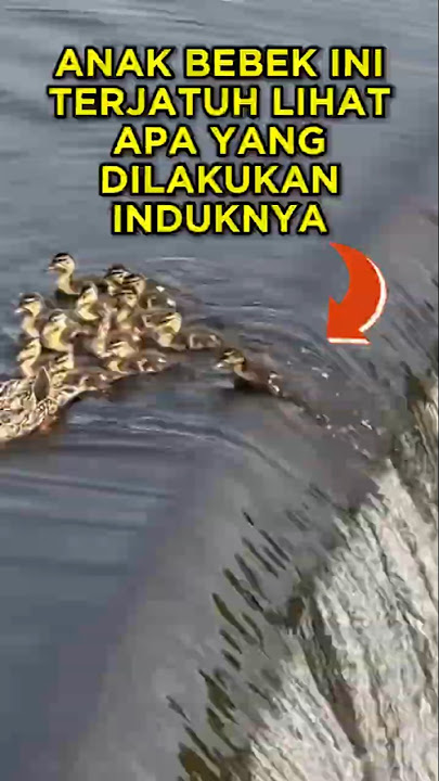 A Mother's Love for Her Fallen Child #shorts #duck