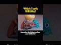Which Tooth Will Bite #knowledge #foryou #science #games
