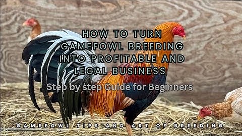 How to Turn Gamefowl Breeding into a Profitable and Legal Business |Step-by-Step Guide for Beginners