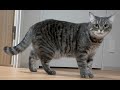 猫のぽっちゃり疑惑を検証してみました