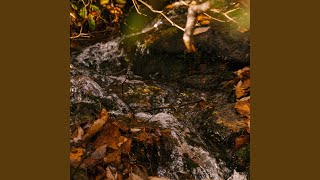 Forest Small River