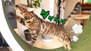 猫の『回し車』金メダリストのベンガル猫ノアです！
