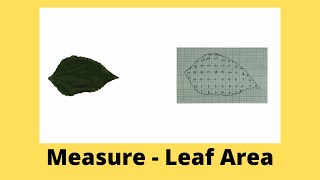 Measure - Leaf Area | ThinkTac