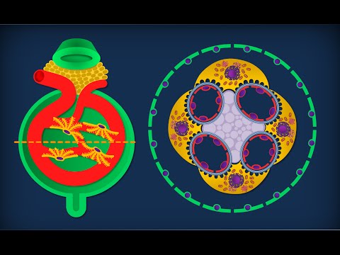 Video: Qual è la differenza tra nefroni corticali e iuxtamidollari?