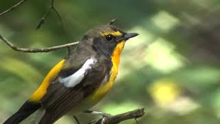 Burung Narsis narcissus flycatcher  Ficedula narcissina HIGHT