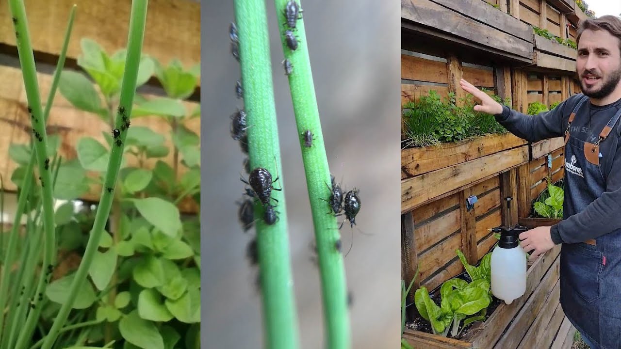 Eliminar PULGONES en HUERTA con insecticida ORGÁNICO