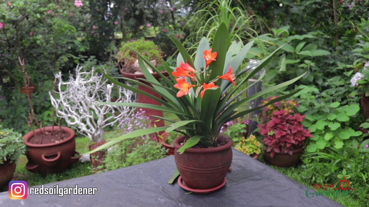 Saving My Clivia | Natal Lily