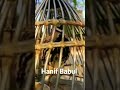 Batair ki awaaz/Quail bird sonds #shortvideo