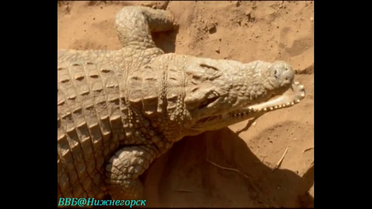 Живые драконы (Dragons Alive)   3 серия