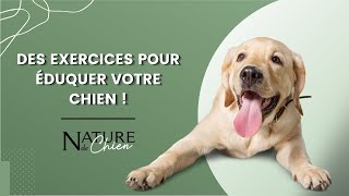 Des exercices pour éduquer votre chien !