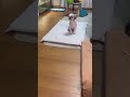 可愛いプウちゃん🩷#シーズー #ゴールデンレトリバー #大型犬のいる生活 #犬のいる暮らし #癒し