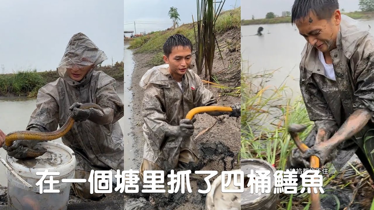在一個塘裏抓了四桶鱔魚，老板臉都笑開花了！（下集）#捕魚 #viralvideo