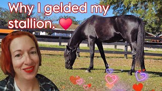 WHY I GELDED MY STALLION ♥️