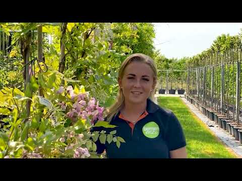 Video: Zijn blauweregenbloemen eetbaar?