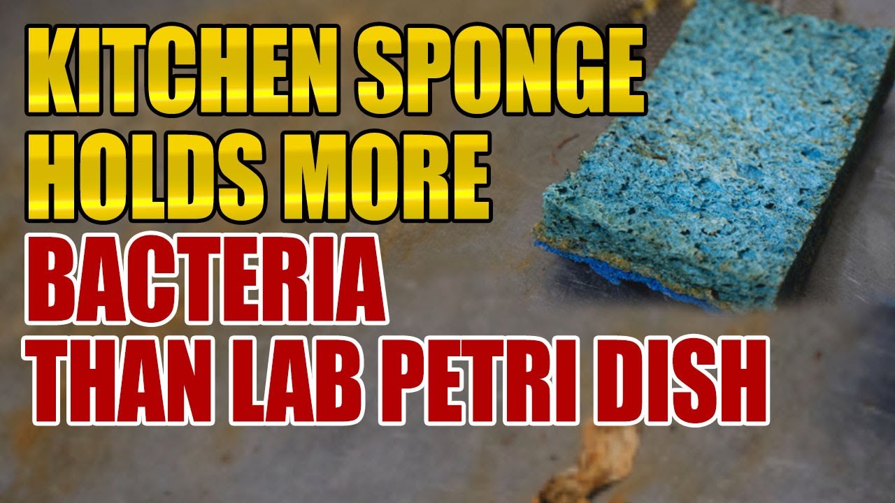 Wondering What To Do With Your Germ-y Kitchen Sponge? - Center for  Environmental Health