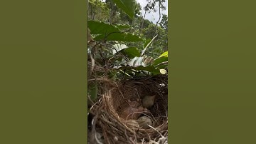 panen anak burung cendet #burungcendet #shors #kicaumania #burungcendet