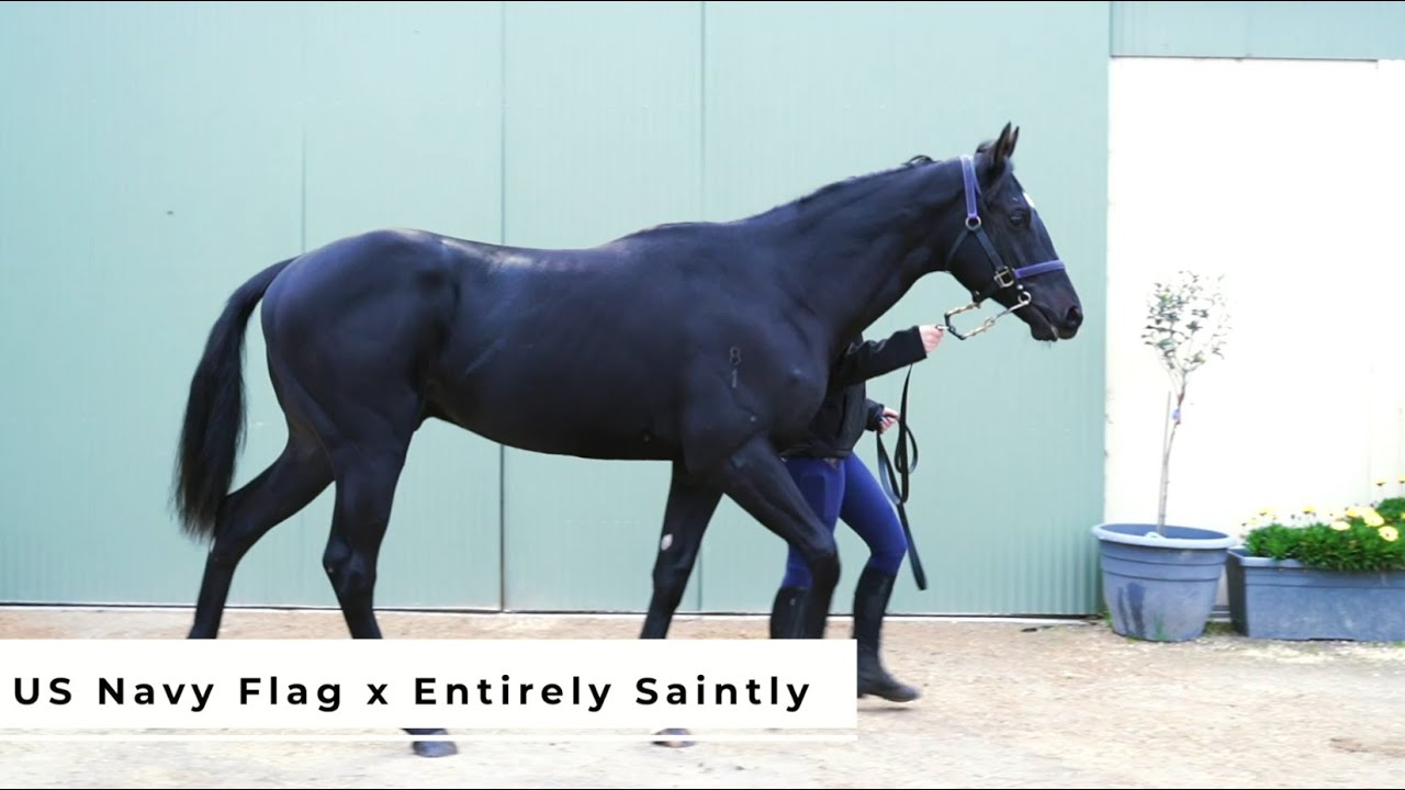 Racehorse Shares Available: U S Navy Flag x Entirely Saintly colt!