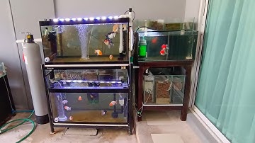 Earth พระราม 2 - งาน Overflow All Services ตู้ปลาทองชุดเล็ก 3 ใบ กรองล่าง 1 กรองบน 2 Set 1