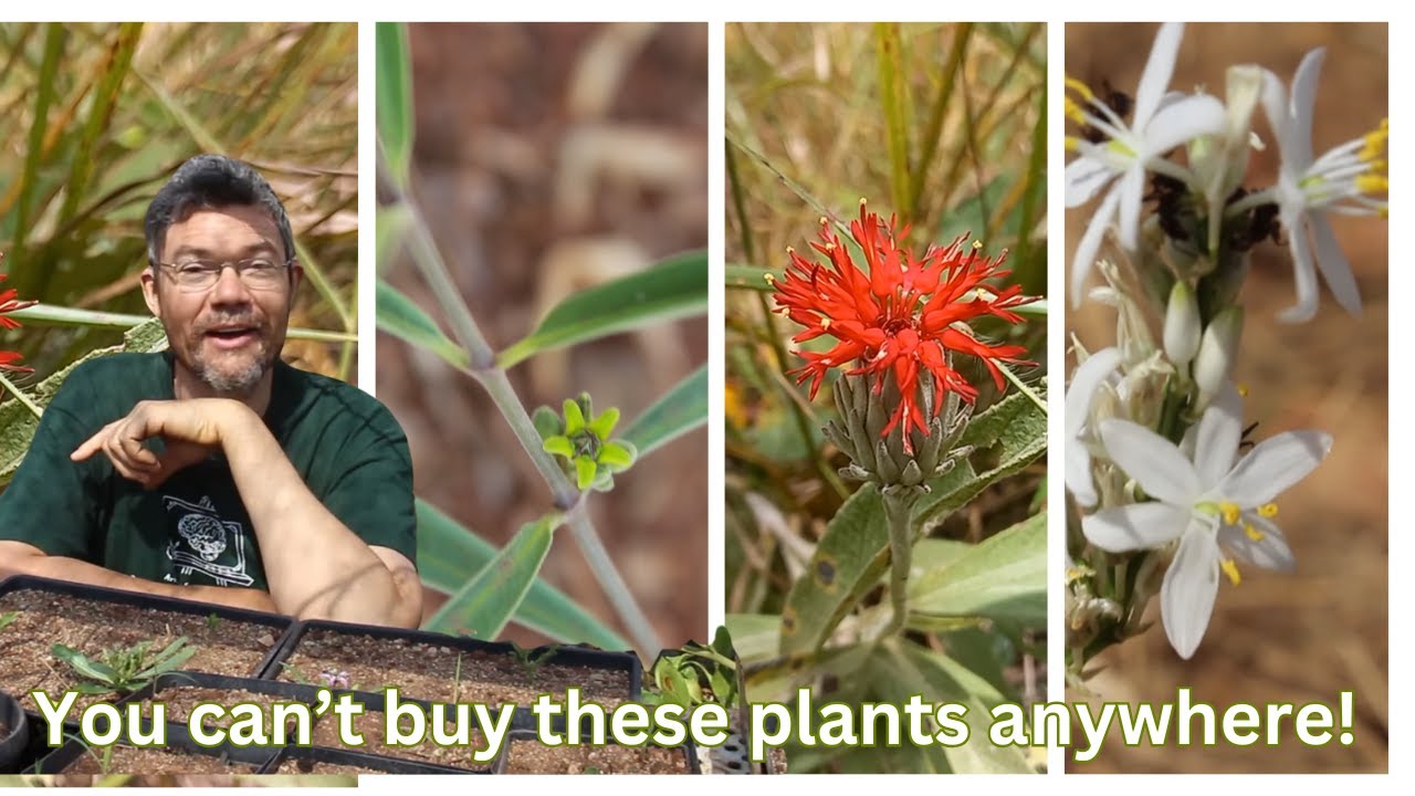 Why Biodiversity Matters and How to Welcome It Back