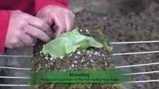 Download Lagu The Fern Factory Moss Board Mounting-Platycerium superbum MP3 Download Lagu The Fern Factory Moss Board Mounting-Platycerium superbum MP3