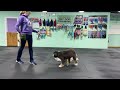 Winston - Beginning Stages of Place/Bed Target Training for Stay, Pair with Chew/Lick Item