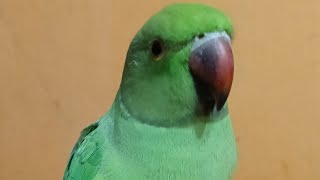 DimpalYadav is live ringneck parrot live stream vira