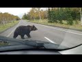 【野生動物】北海道一人旅で、ヒグマ！ラッコ！鶴！シカに遭遇！！